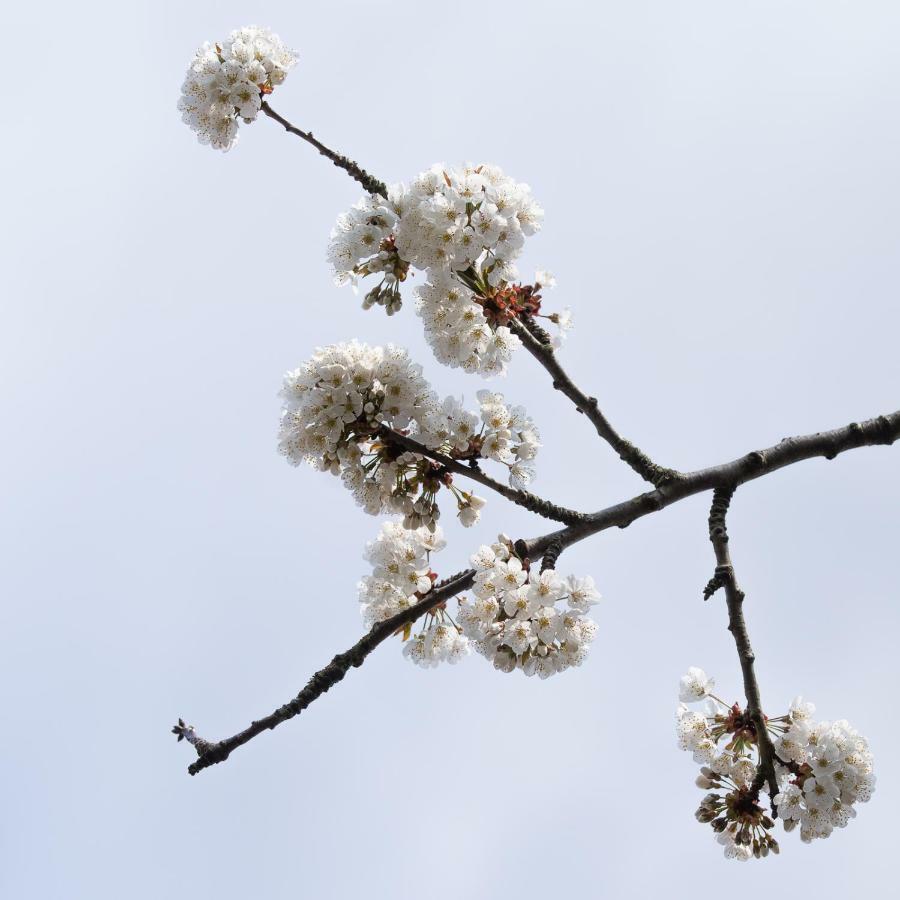 לינה וארוחת בוקר הילברסום Onder De Kersenboom מראה חיצוני תמונה